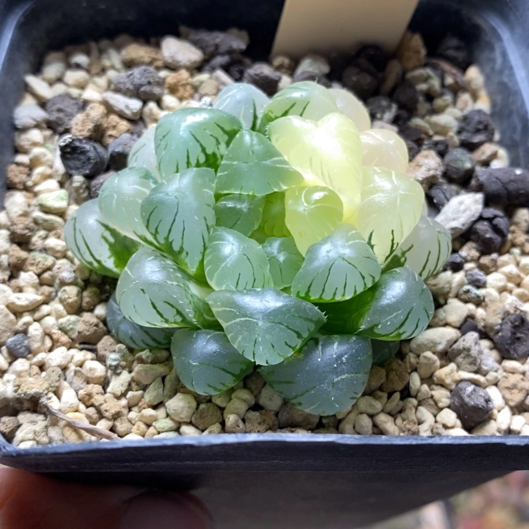 55号实生玉露锦湖水