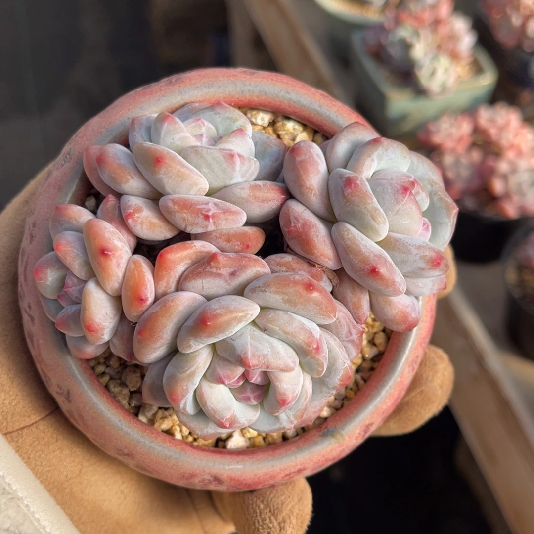 老桩香橙一物一拍