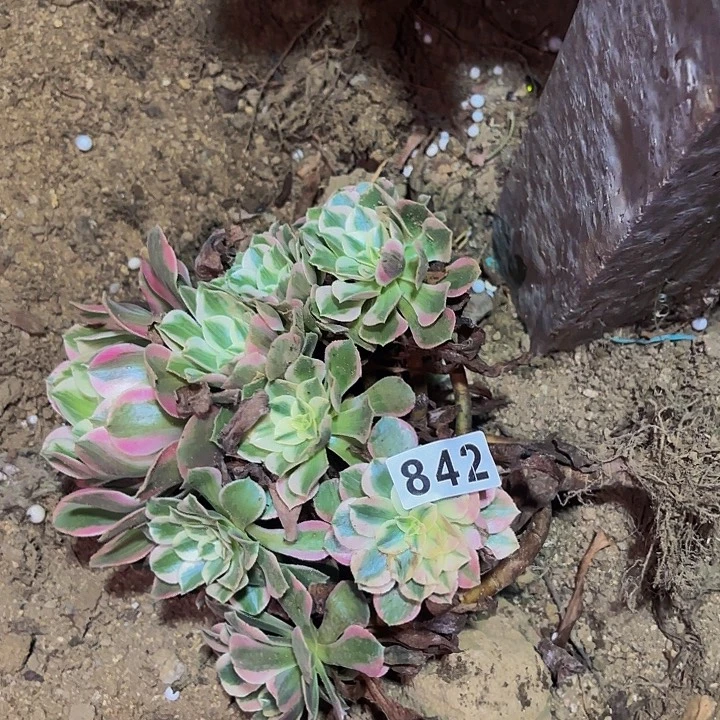 842女妖多肉植物不售后