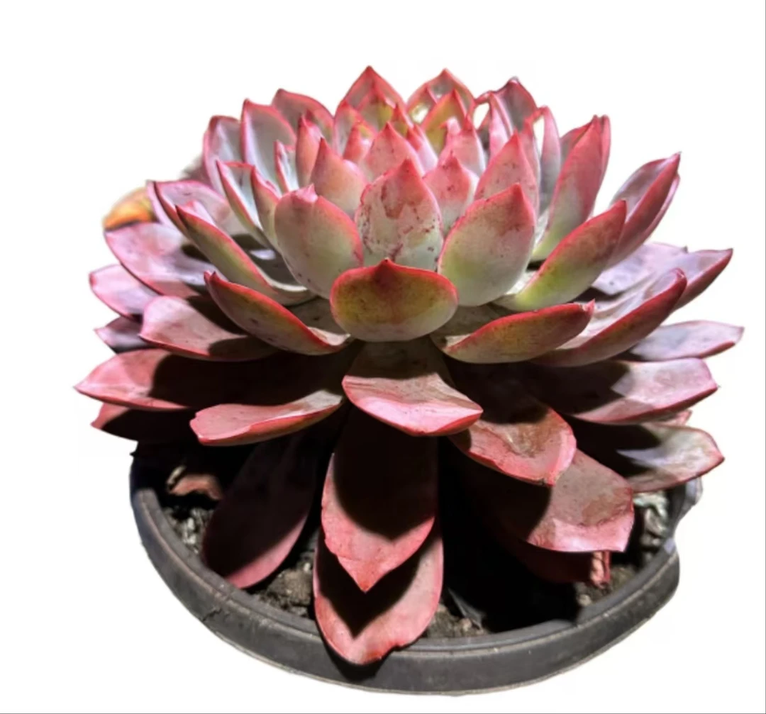 精品多肉植物 赫拉