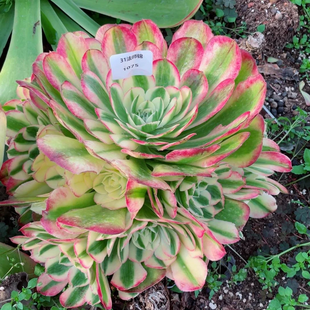 31法师锦多肉1075嫁接海棠