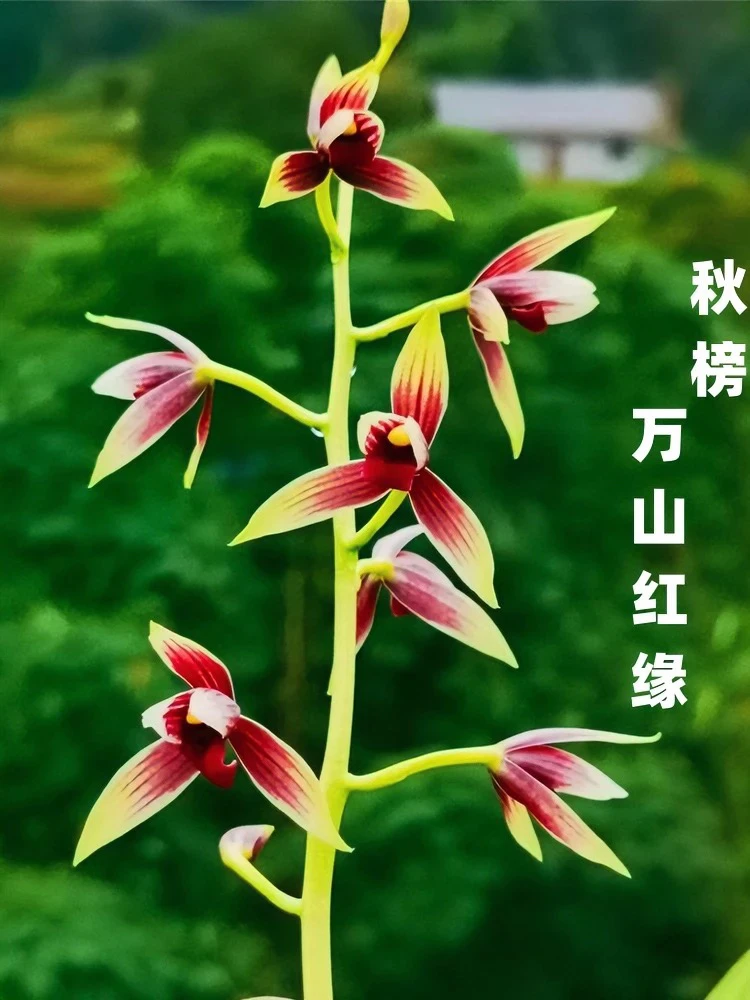 万山红缘-秋榜组培苗-硬化1年-连体3苗人工种植