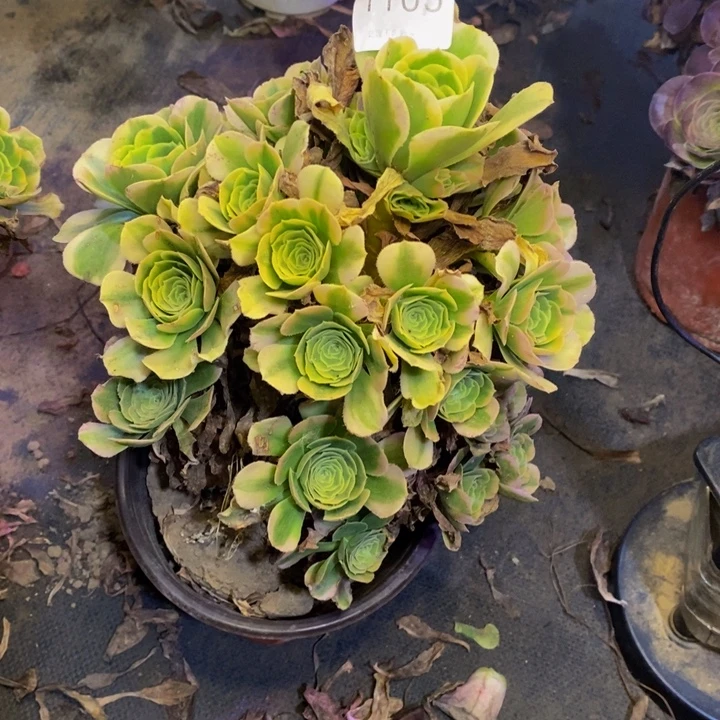 辛尼亚多肉断头不包1165