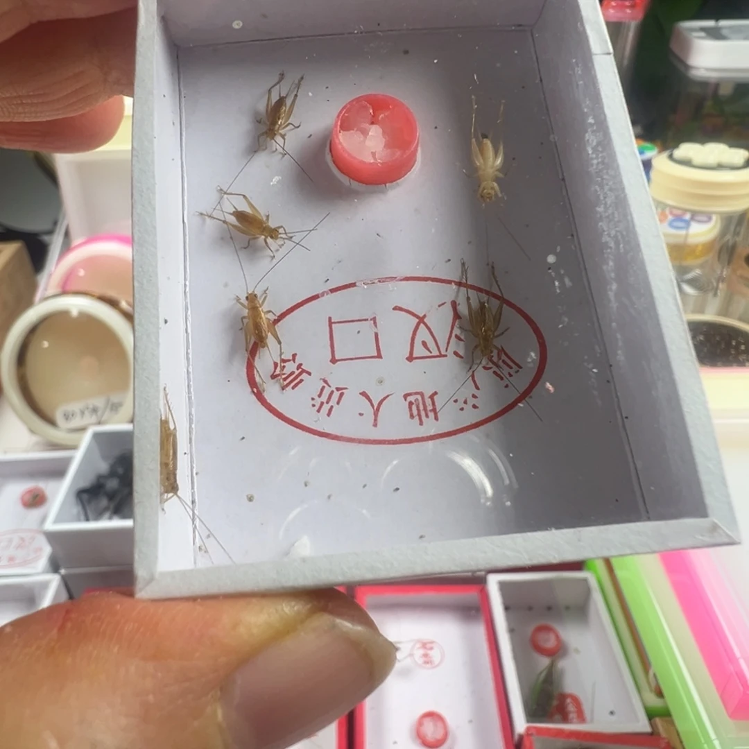 蟋蟀两盒小黄蛉漂亮