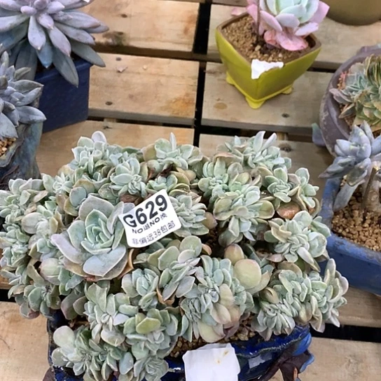 可爱玫瑰缀化629 全场默认微瑕7-8天发货