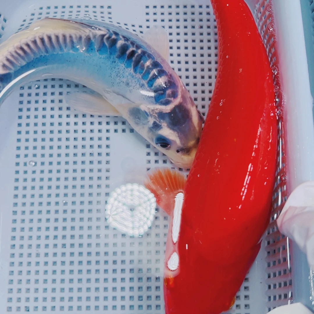 锦鲤锦鲤冷水观赏鱼