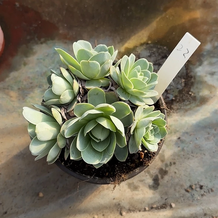 山地玫瑰一物一拍，带盆发，22号不包断侧芽