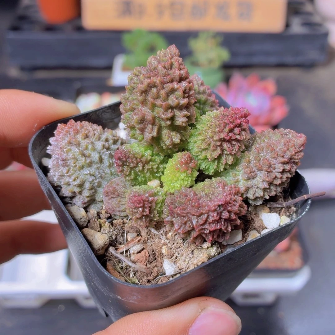 朱子玉多肉9.9包邮发货