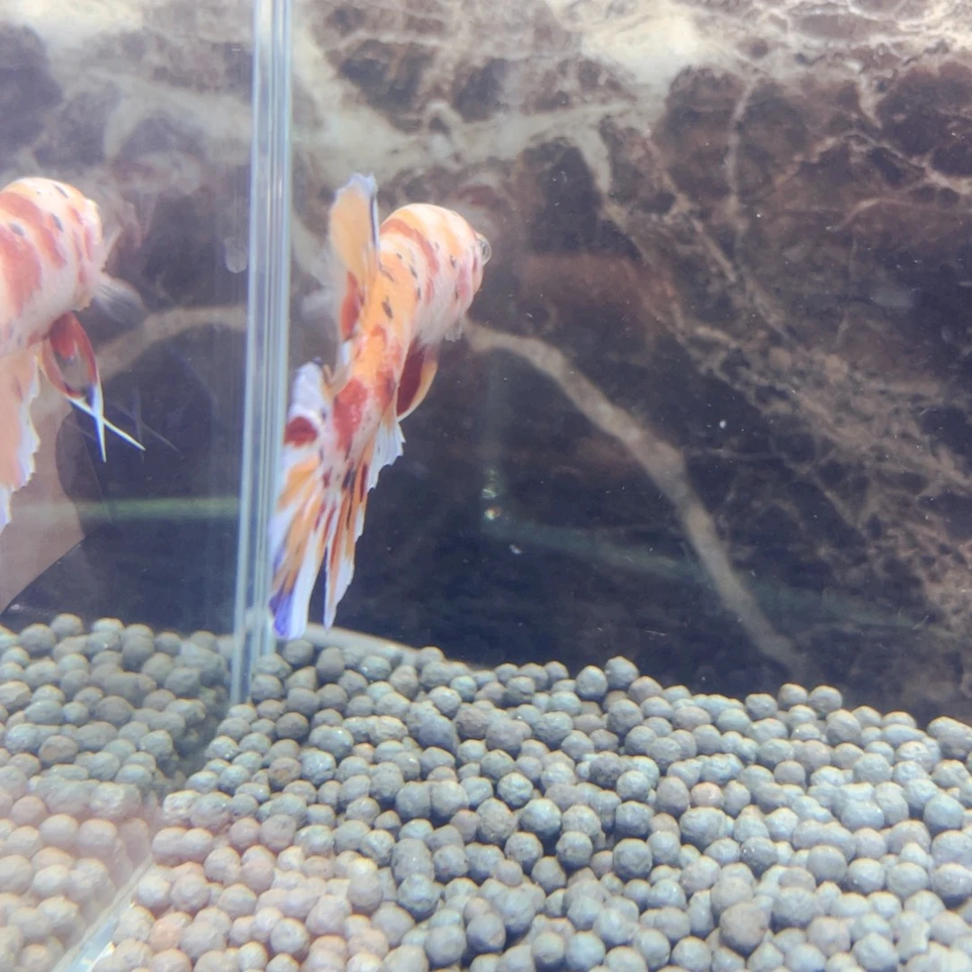 斗鱼呜呜呜呜来哦呜呜呜呵呵
