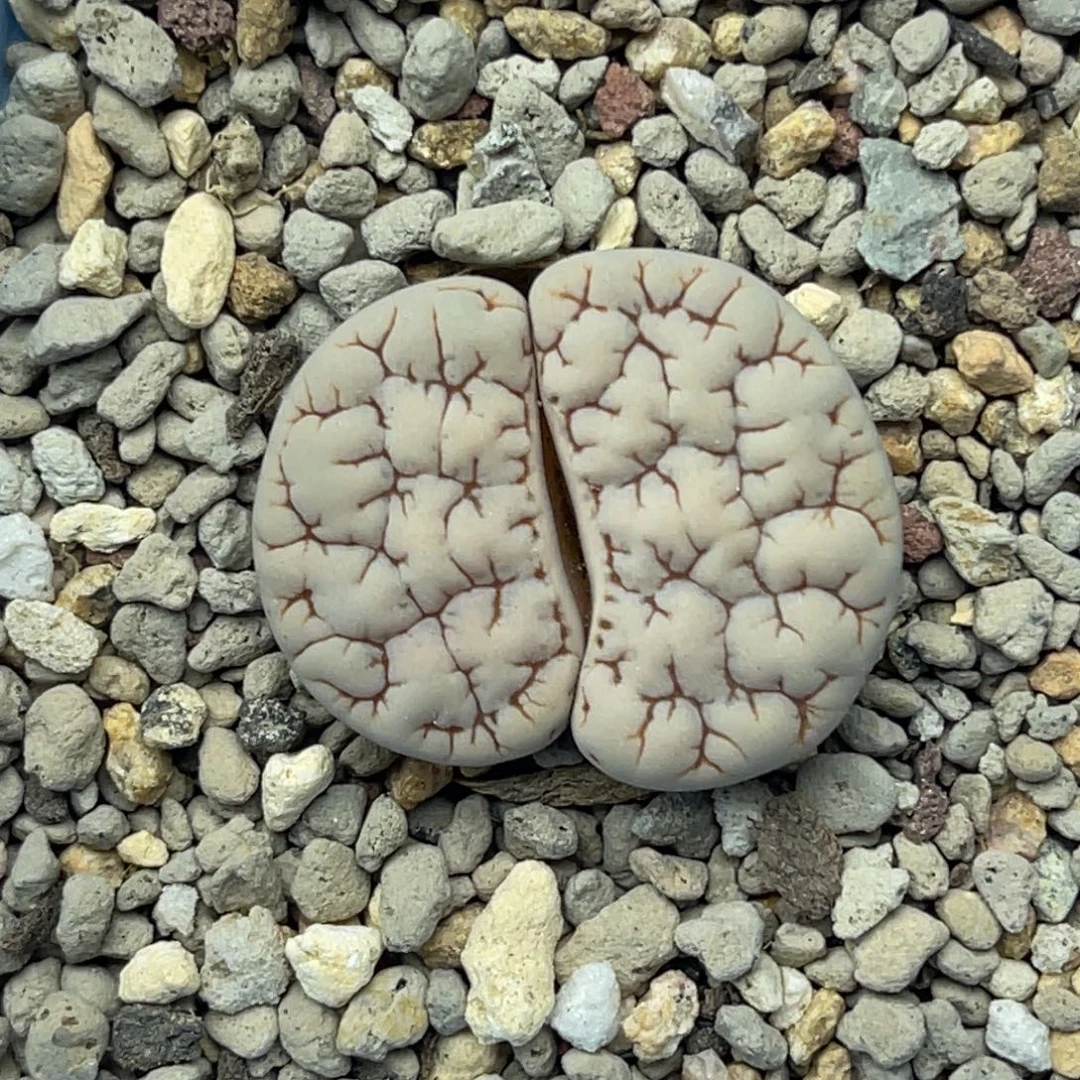 0973凹凸脑纹189一颗