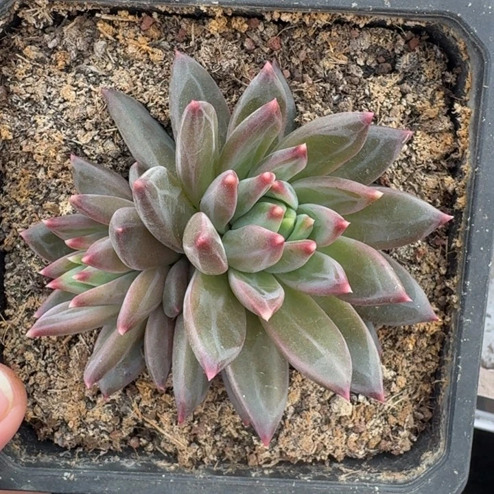 美人杂交 一物一拍