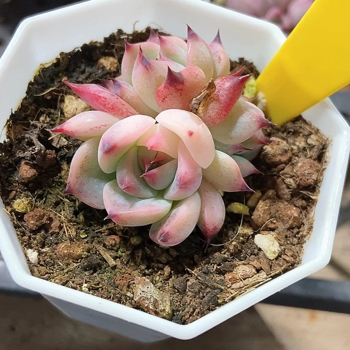 记*多肉植物吉娃娃锦887