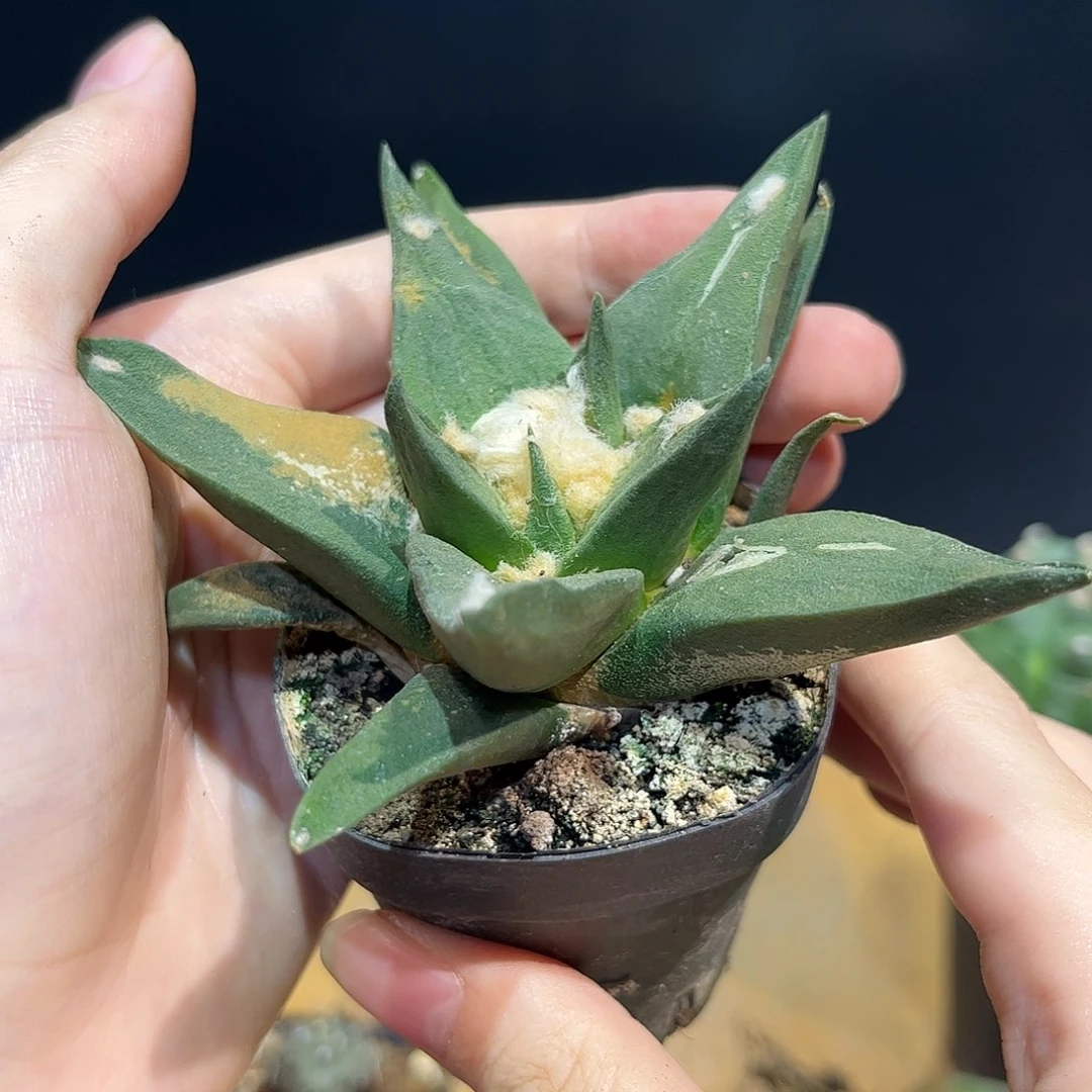 91号10.5cm实生中筋龙牙牡丹萝卜根