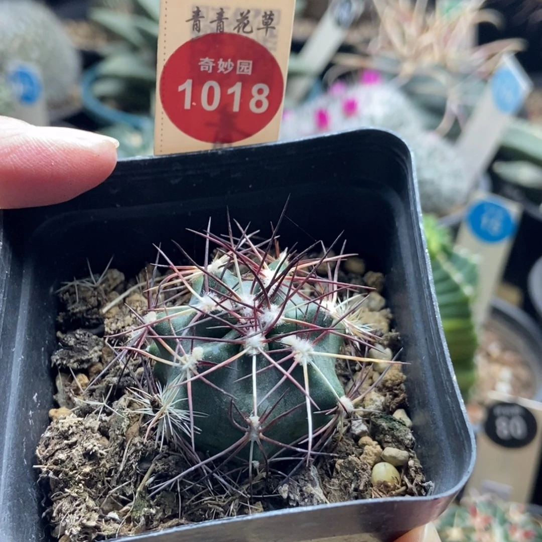 实生狂刺达氏青花虾3.3cm