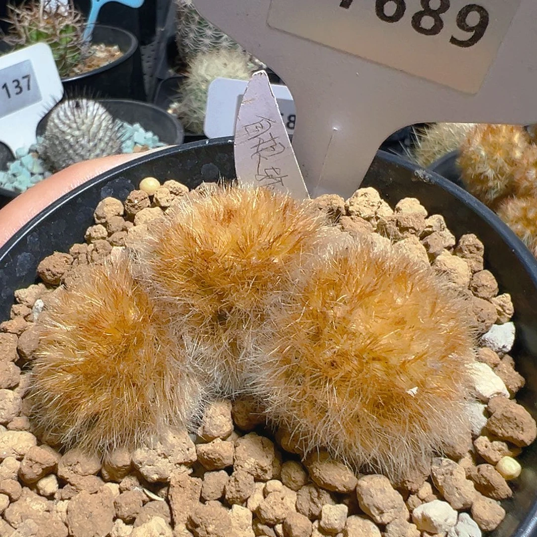 7689自根输入嘉文裸根发货