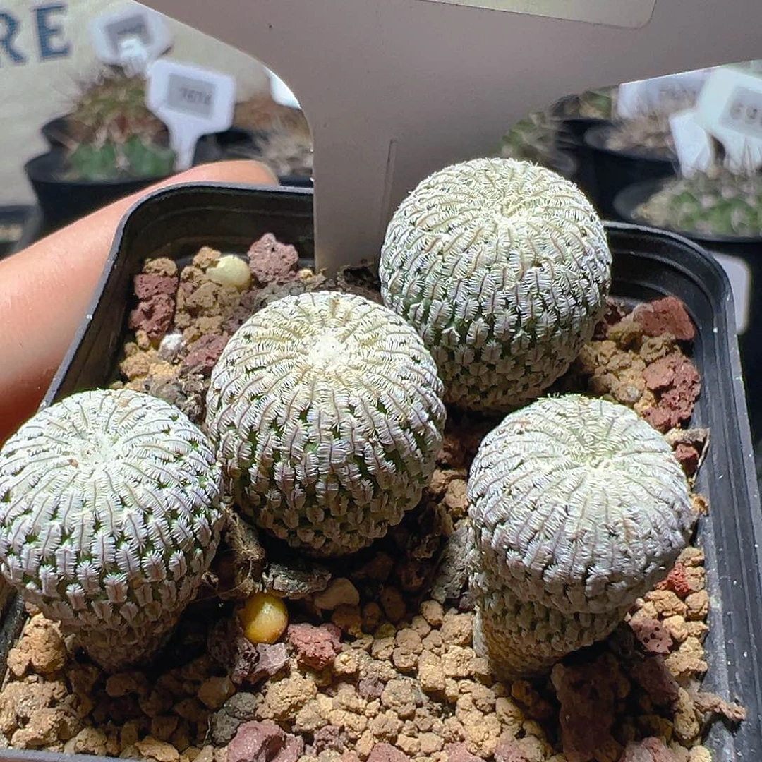 7718精巧殿4棵实生裸根发