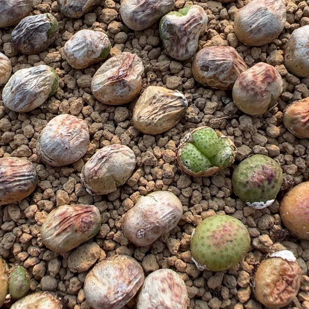量拍草莓斑马3颗。多肉