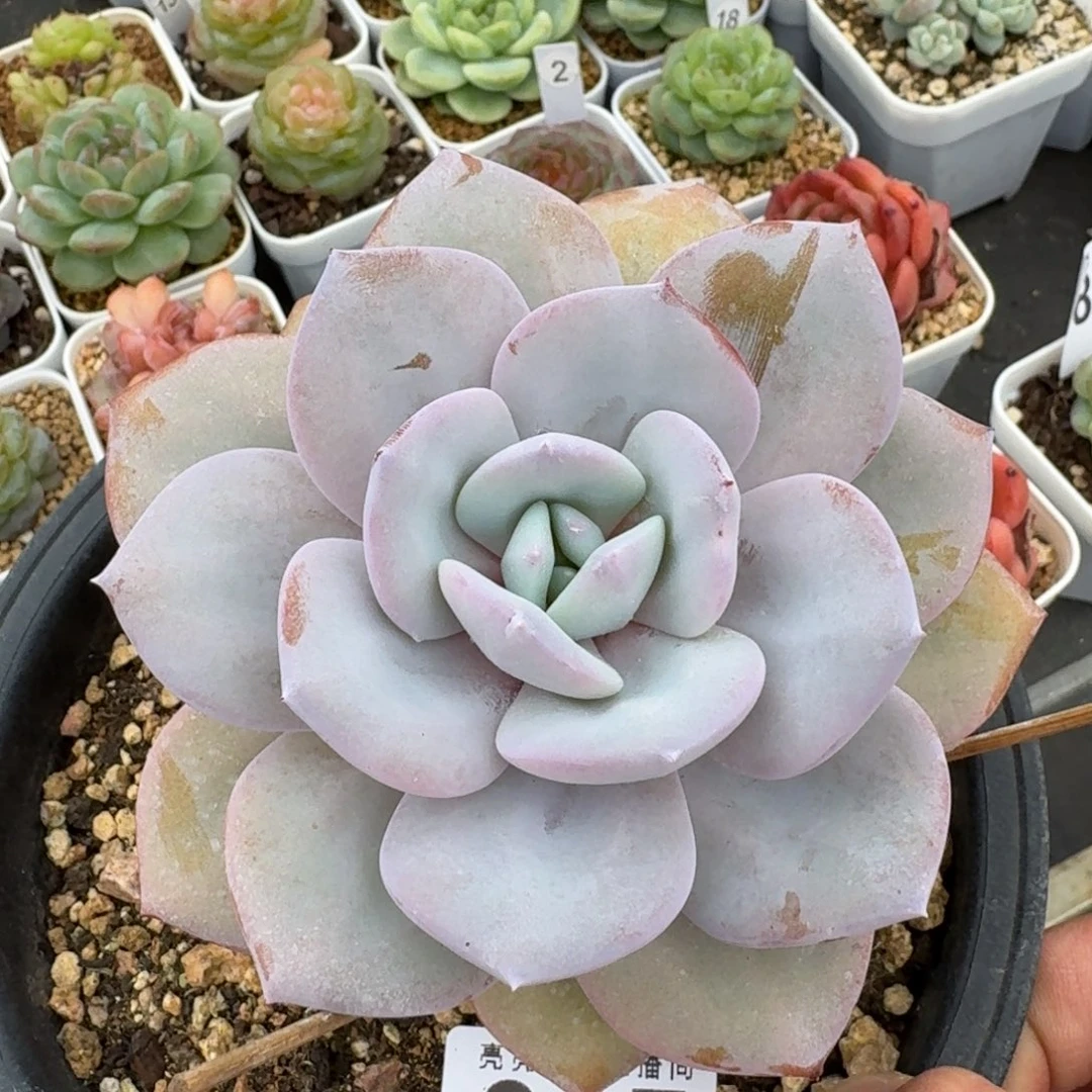 韩版奶茶          摇身一变高富帅，一夜暴富动作快