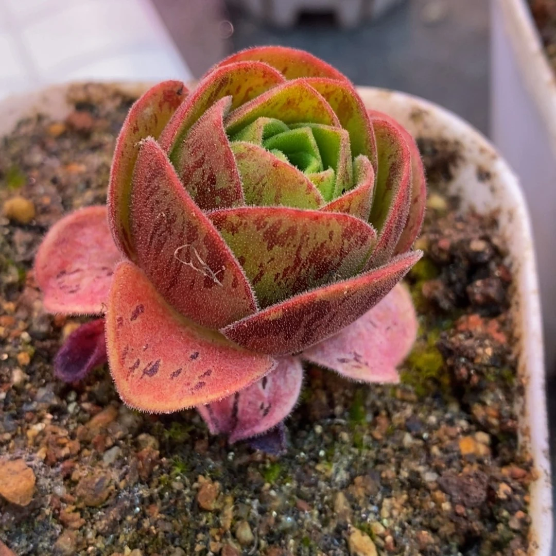 w*陈陈807疑似东方大G