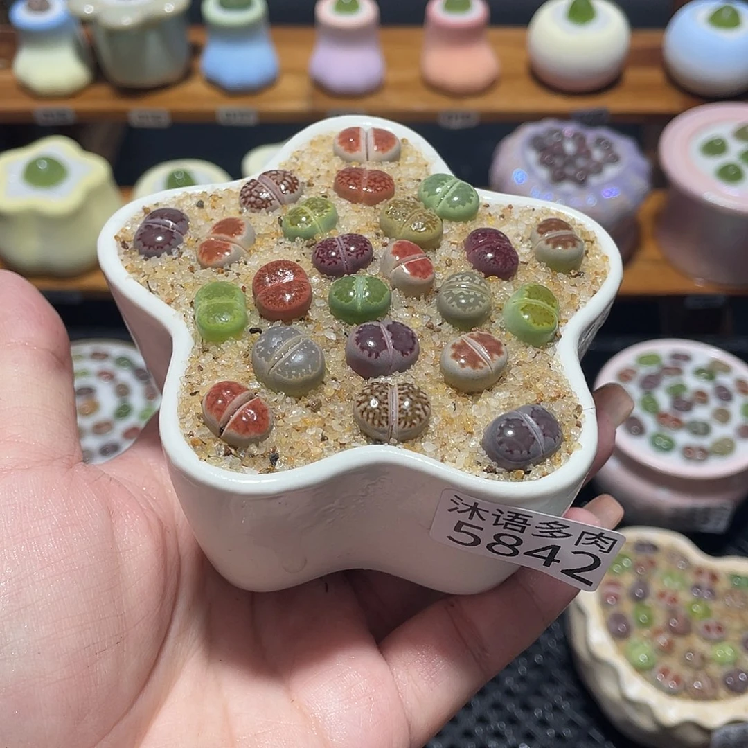 带盆土植物 一物一拍 5842