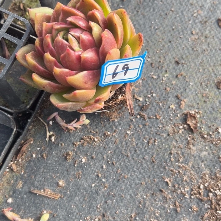 g***i一物一拍白玫瑰多肉69