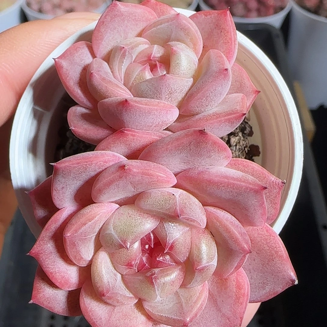 多肉1219-43沐兮甜心