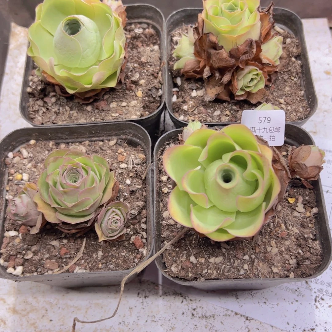 579 侧牙掉了不包损无售后