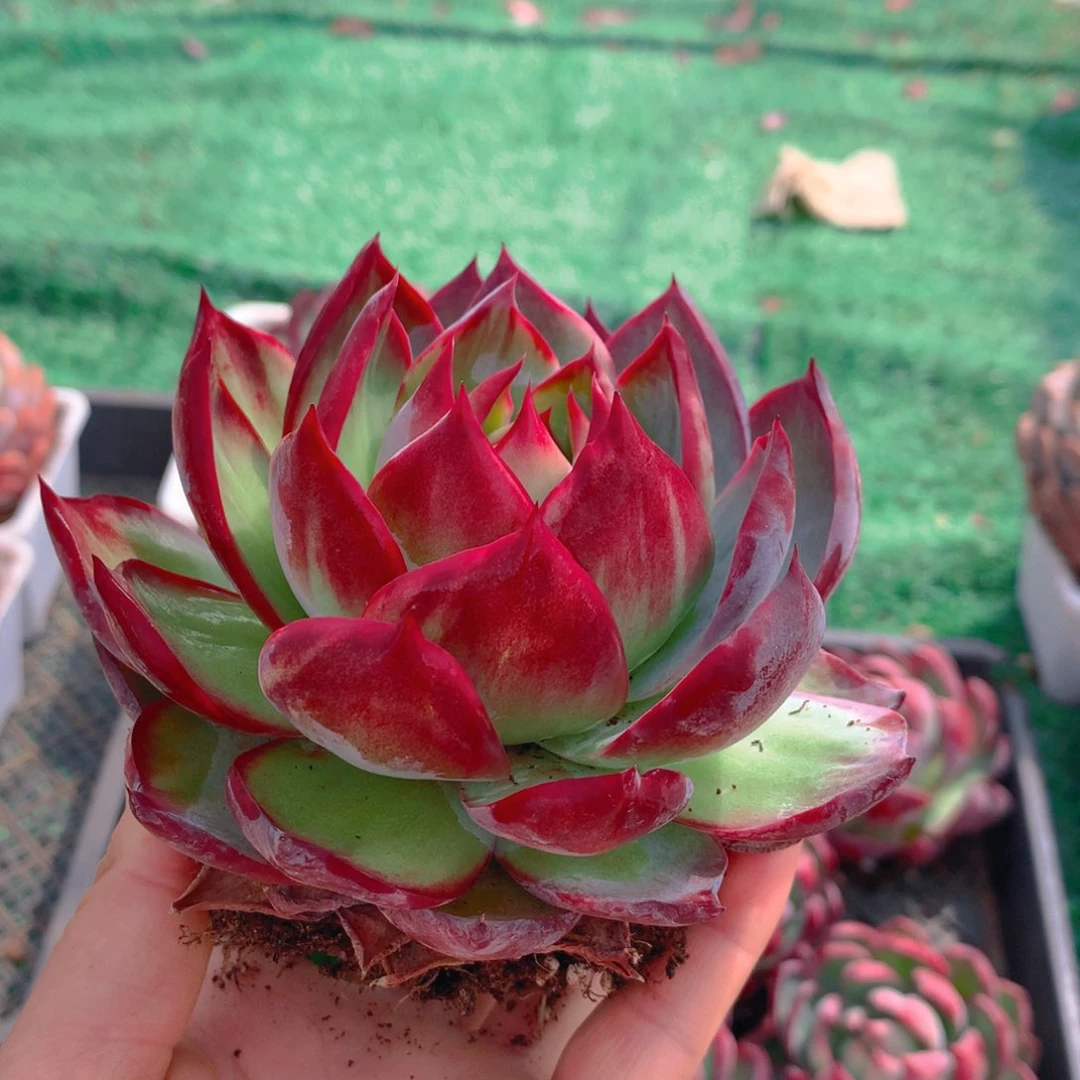 248惊鸿多肉植物