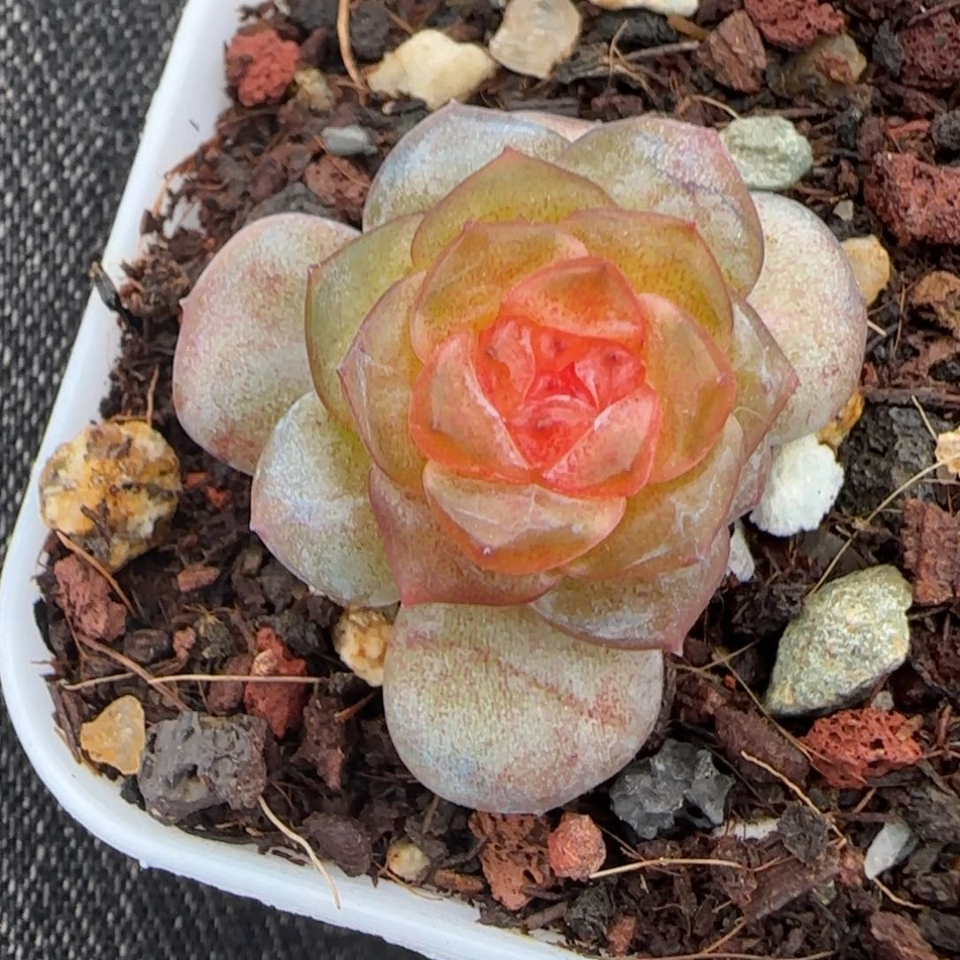 小卡拉米糖心一物一拍