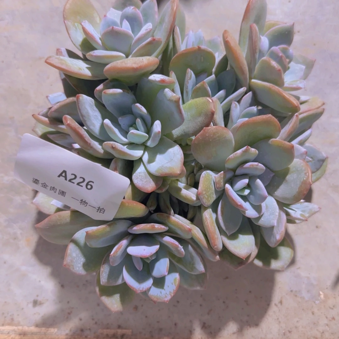 ****つA226奶茶群生