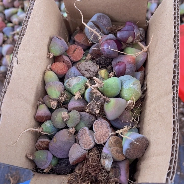 一箱拖土单头888888888888