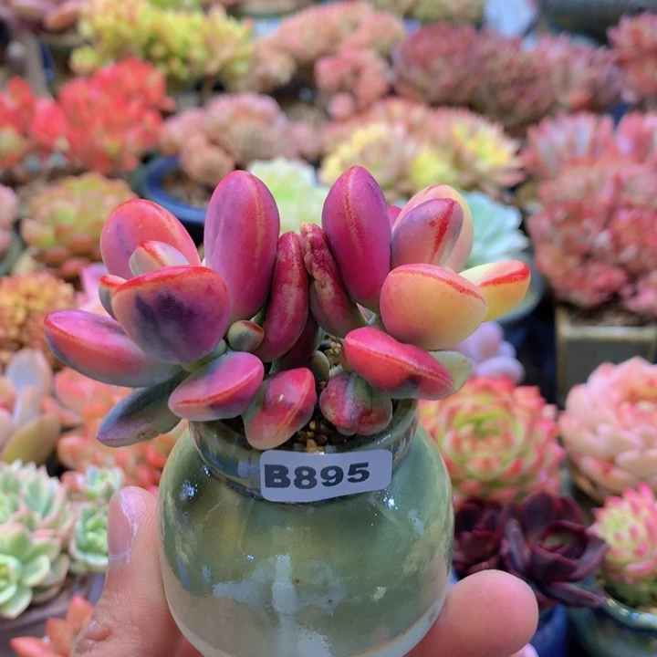 一物一拍含盆土满38包邮B895