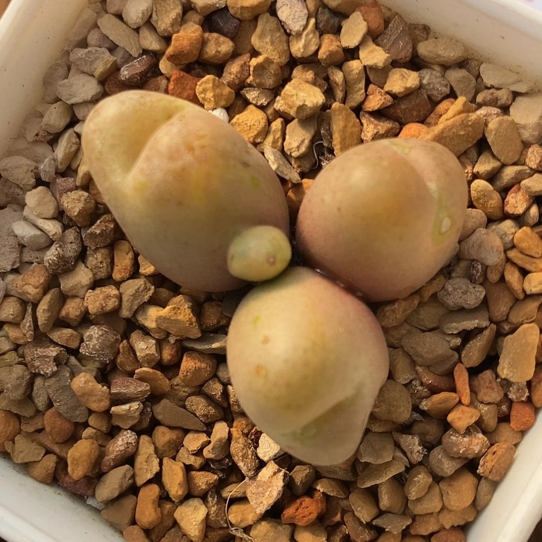 2986吕氏母本一颗。