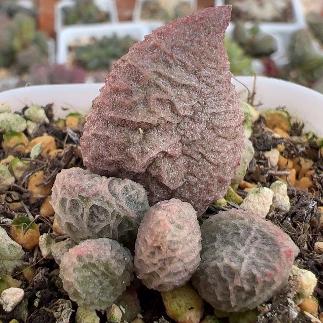 粉色冰网纹实生大苗