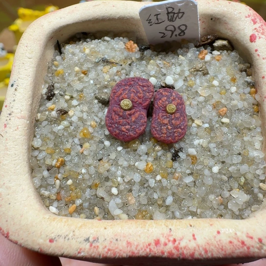 蘑菇1027猴脸红薰多肉植物