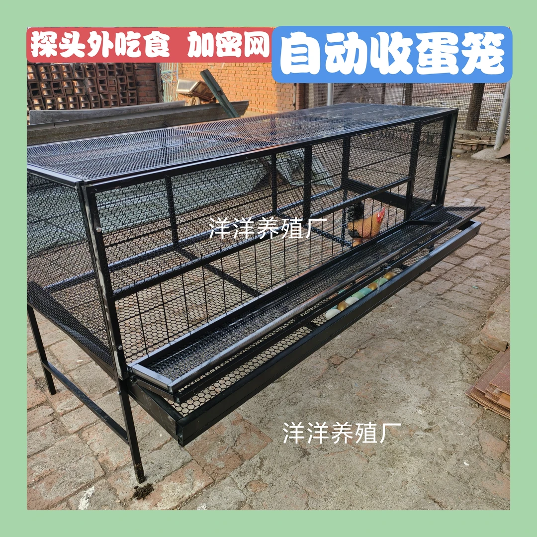 户外防鼠鸡笼鸭笼鸽子笼自动收蛋防偷吃加密链条网加镀锌方管制作