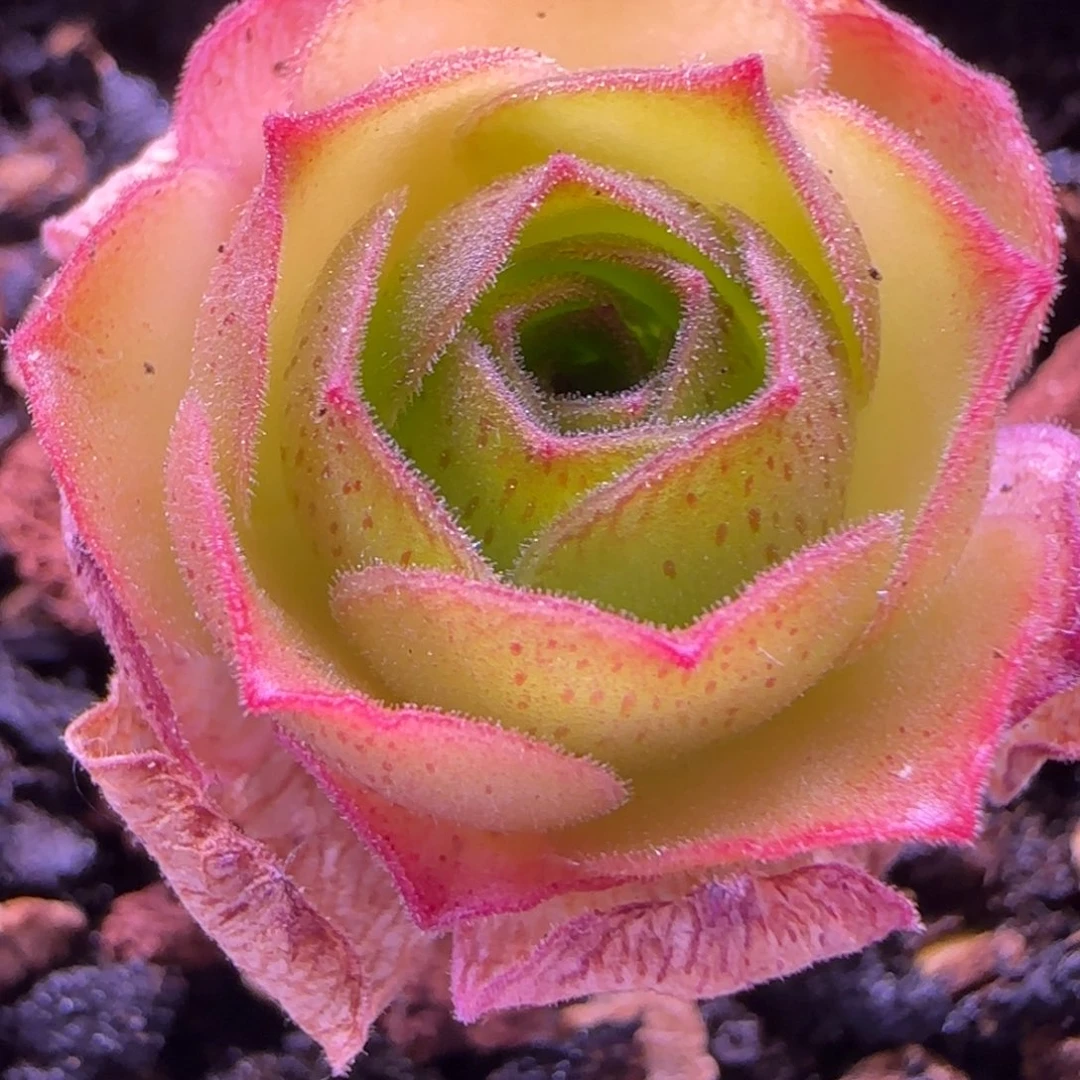 半城玫瑰金钻火车帕544