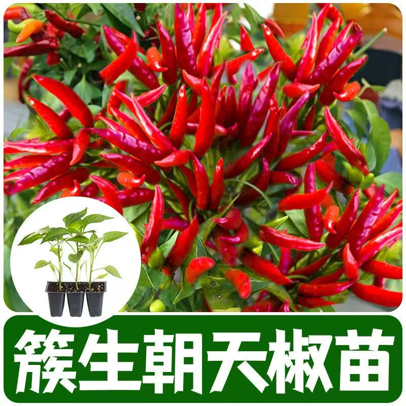 特辣超辣烈焰朝天椒苗秧高产辣椒苗四季盆栽蔬菜苗小辣椒高产簇生