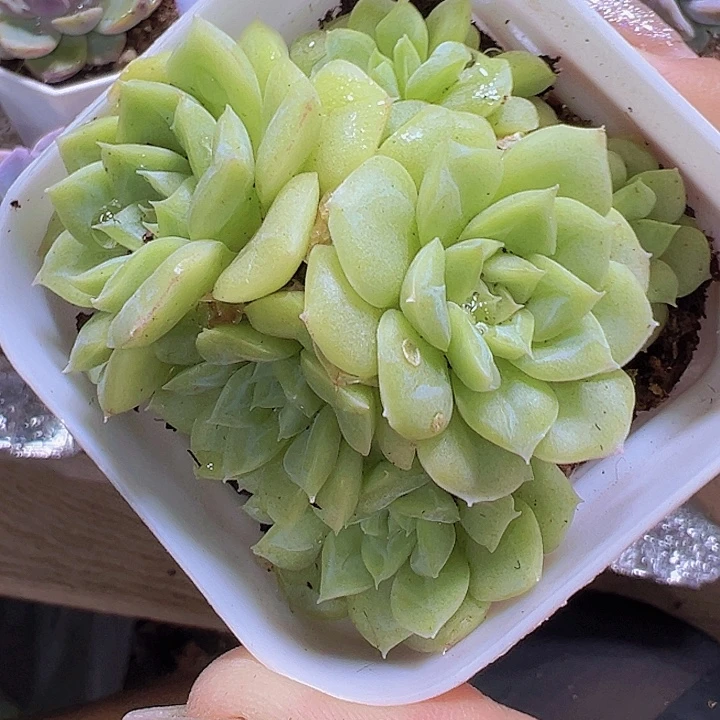 白天鹅群19包邮多肉植物