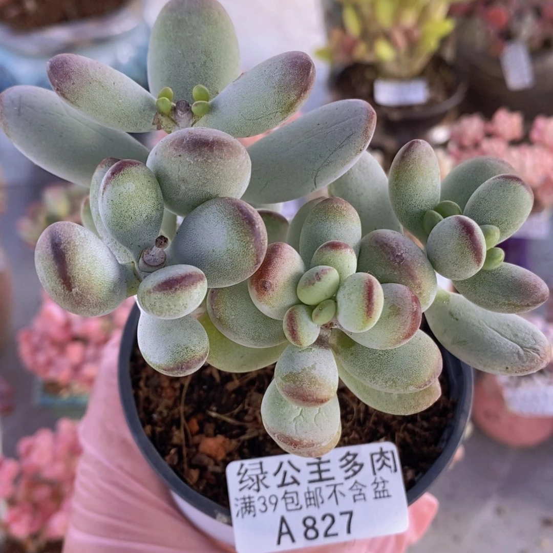 乒乓福娘9cm827多肉酱