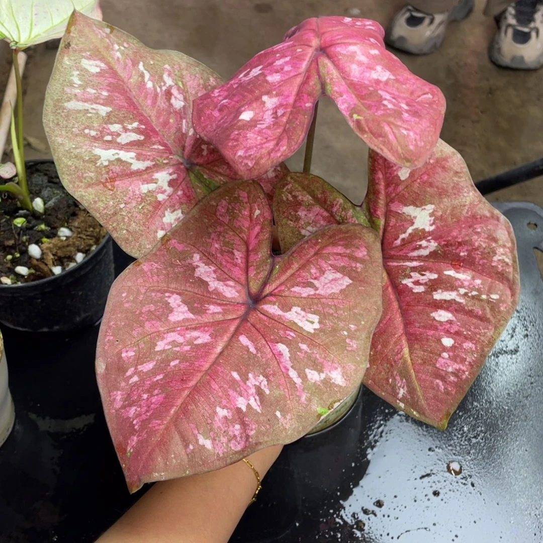 无花朵个体养定发货