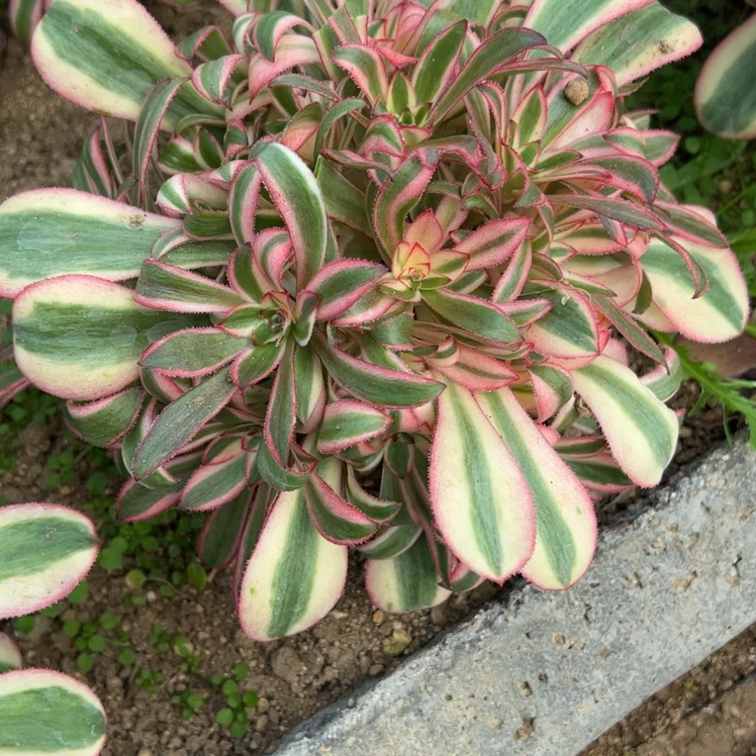 187初恋多肉多肉多肉