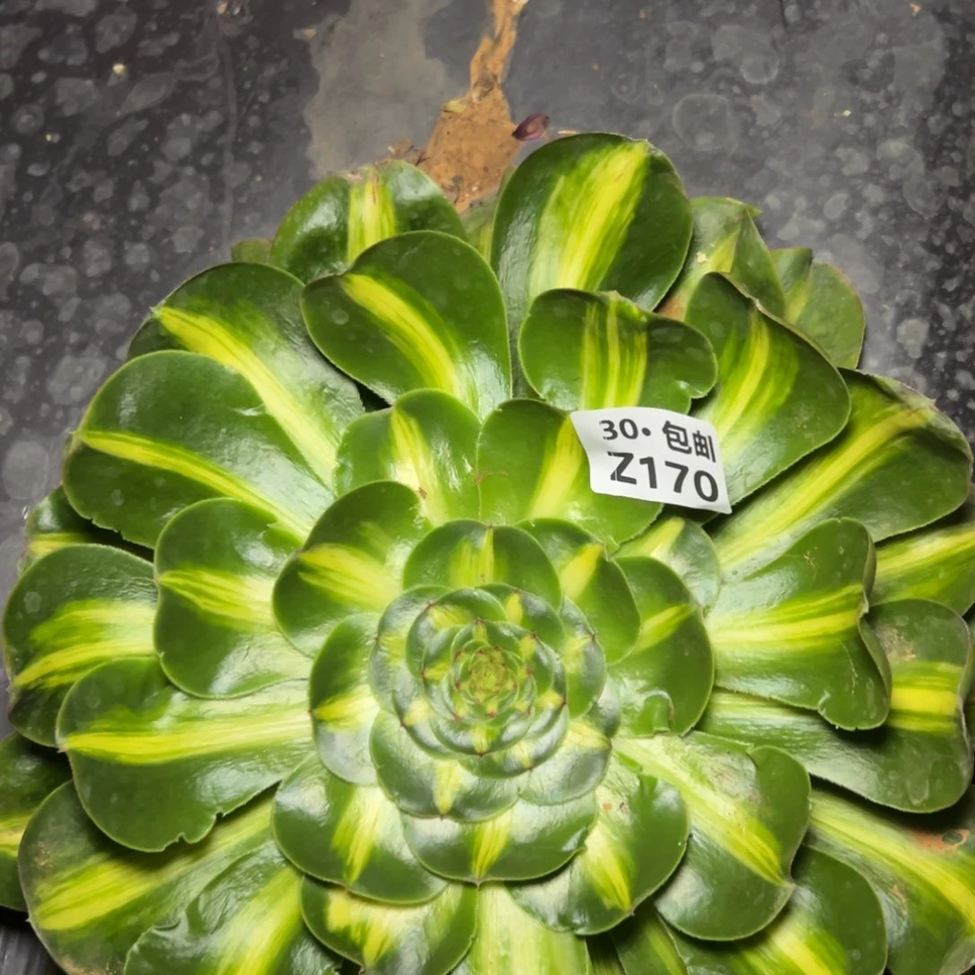 170 暴君多肉法师