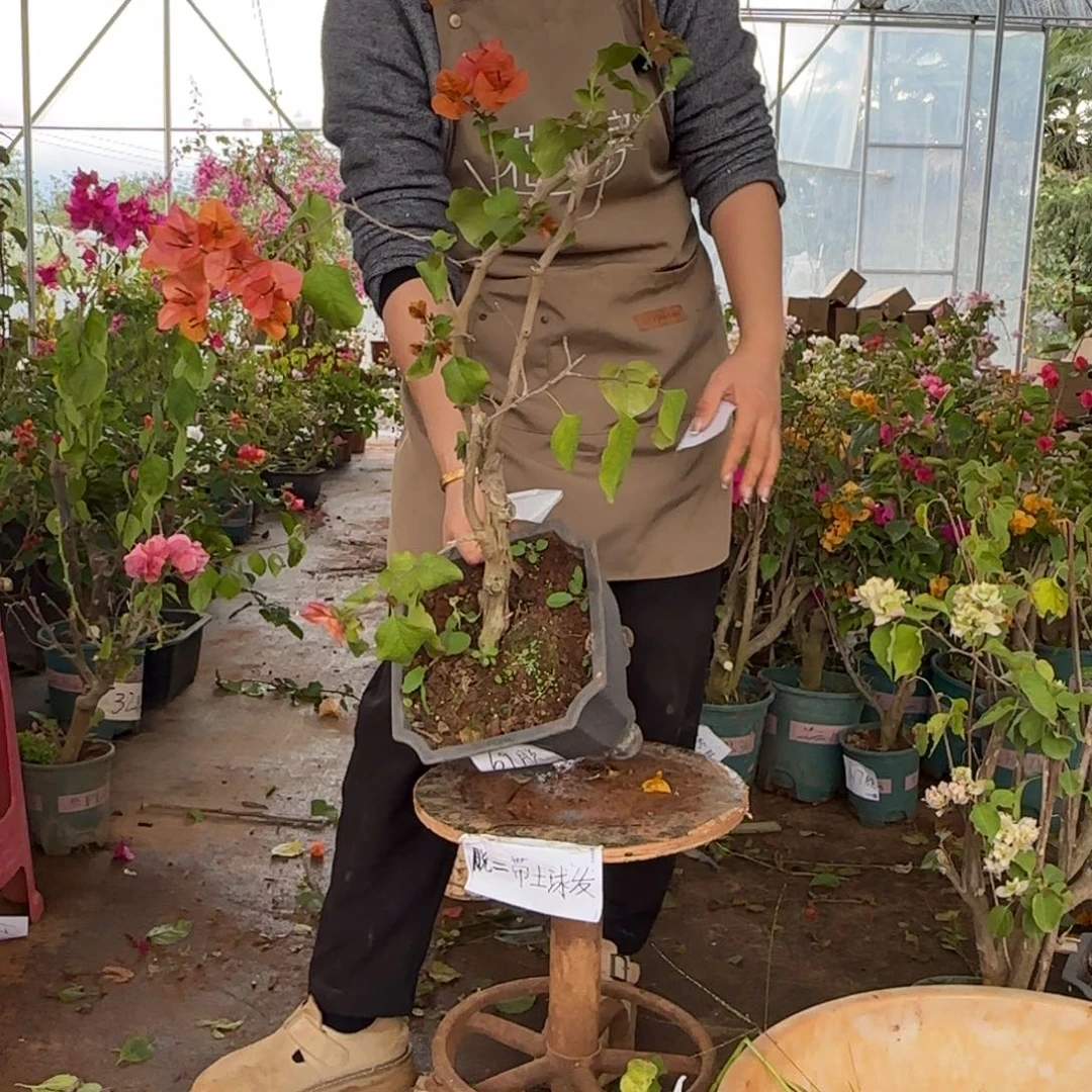 大部分花苞少量开放绿叶橙 69脱