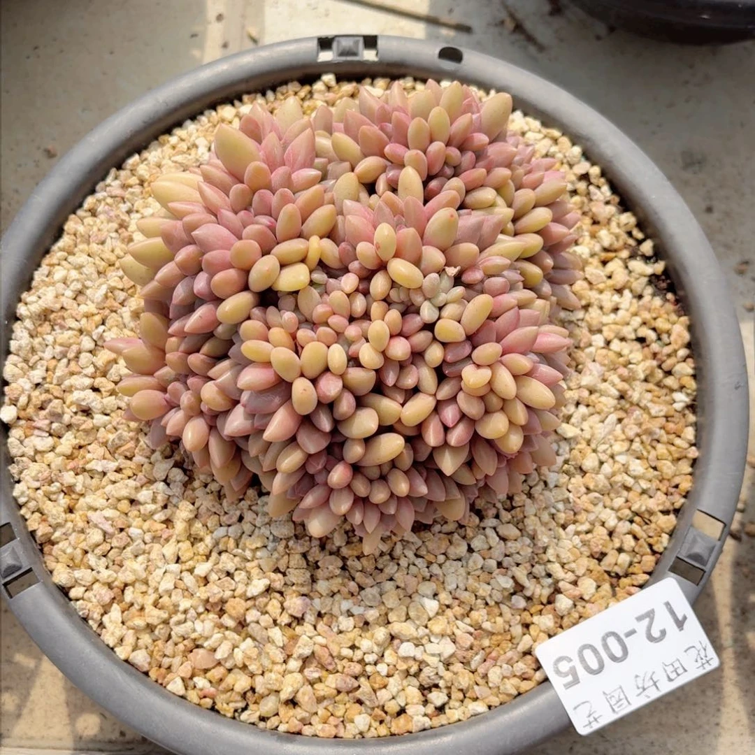 12.005桃花源缀化