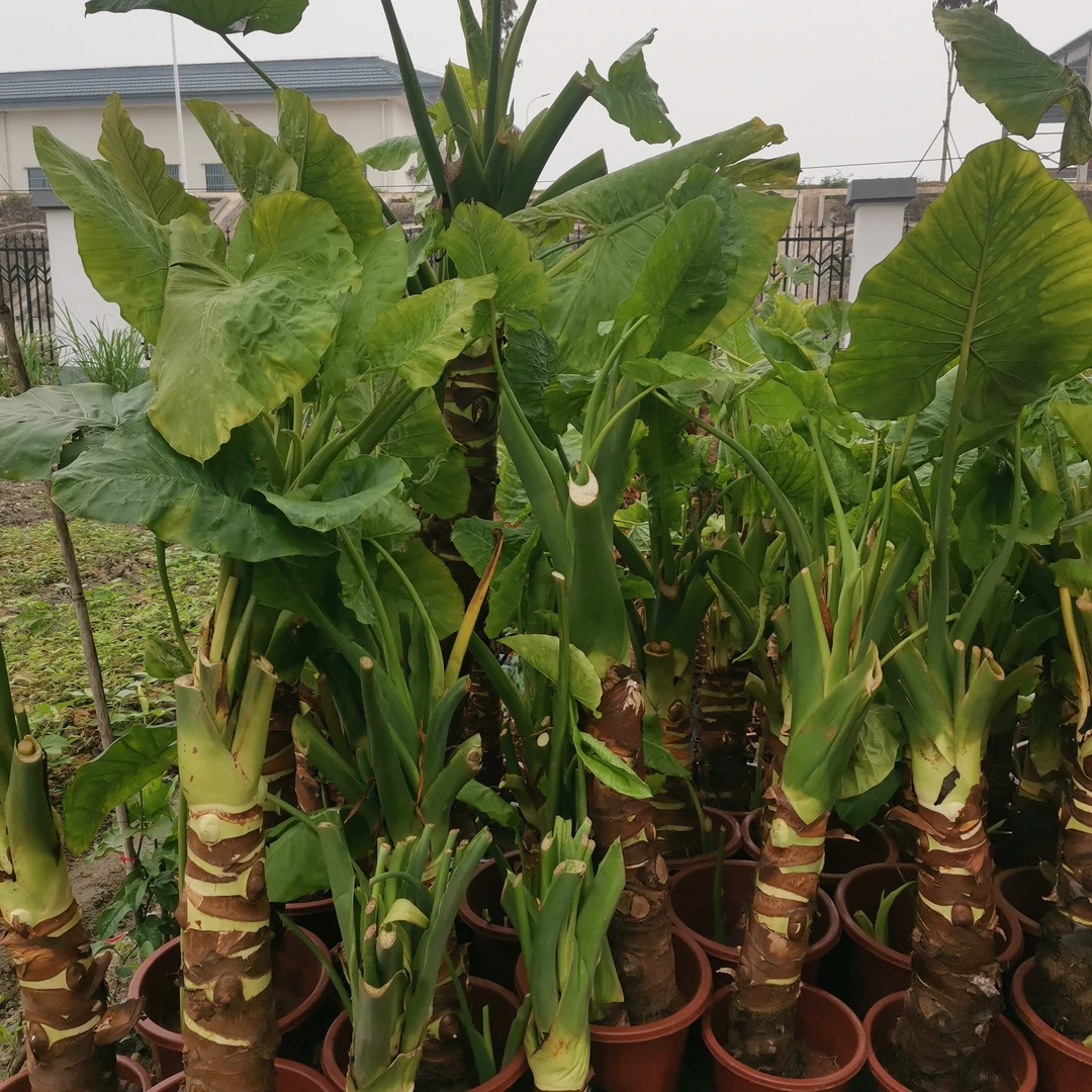 象耳芋滴水观音盆栽大叶霸王芋室内绿植吸甲醛庭院植物紫芋盆栽