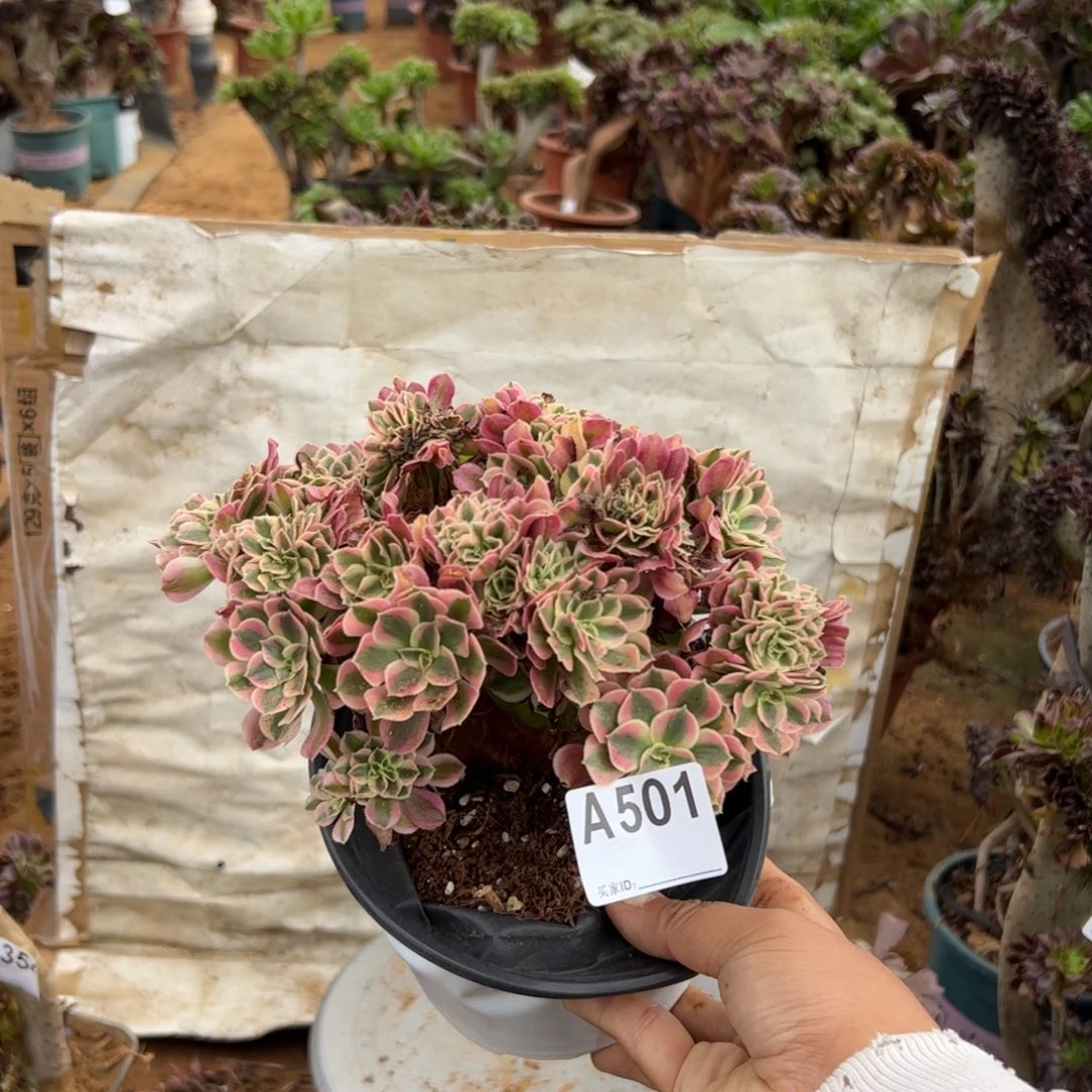 粉女巫501满28包邮