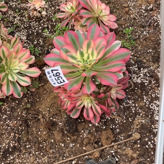 567女巫法师不包断枝