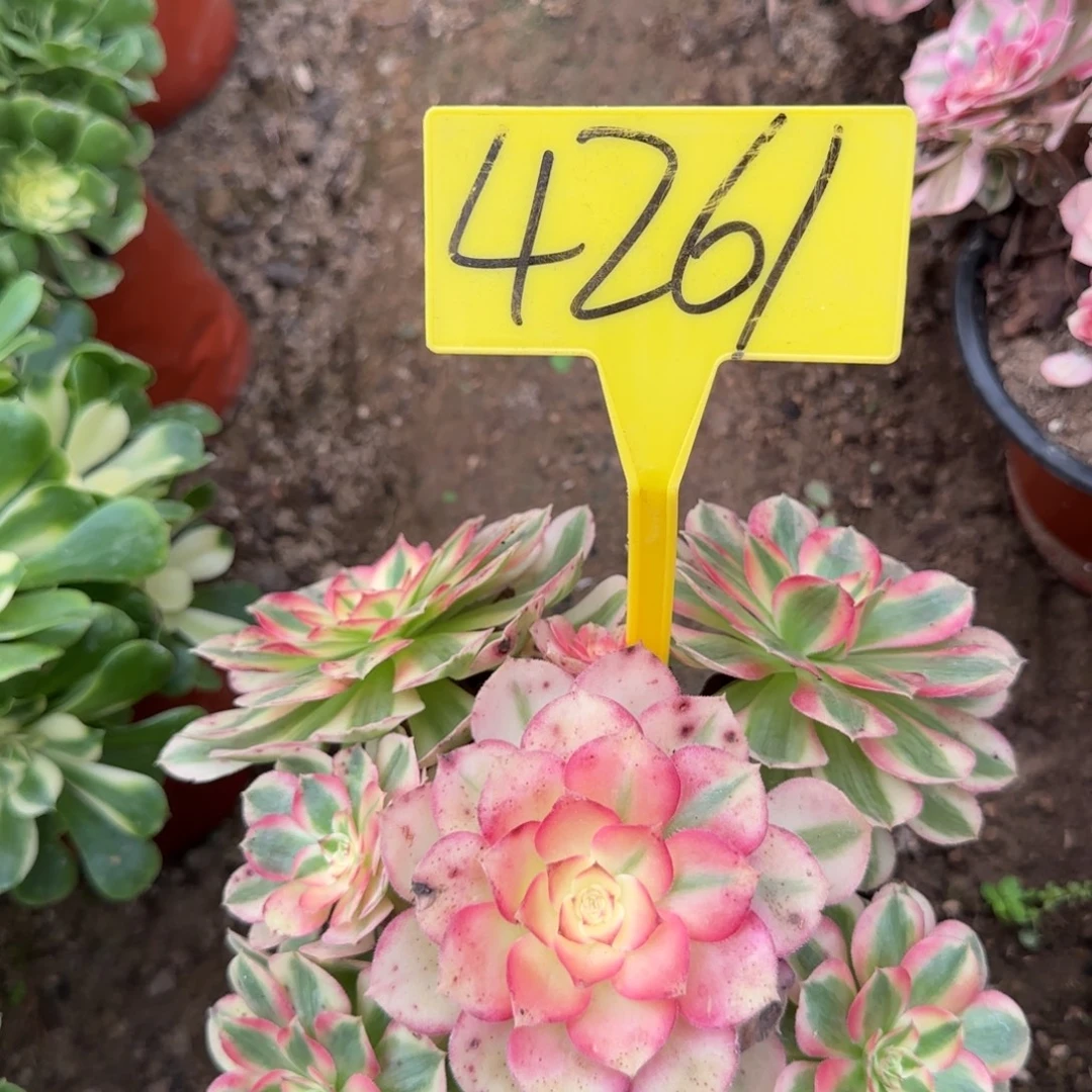 4261--+倾城多头多肉