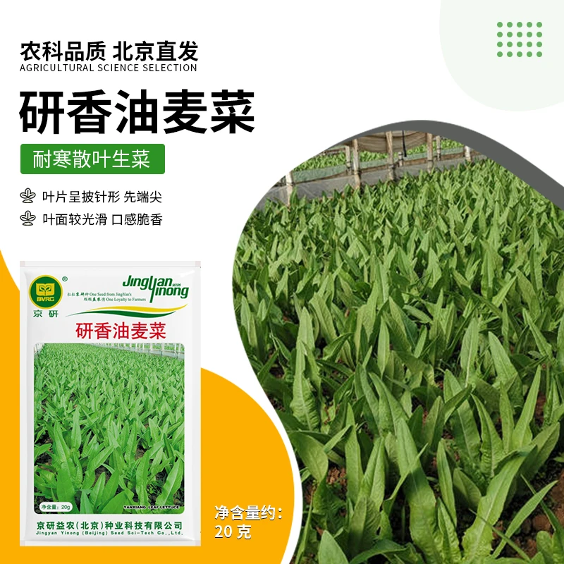 【农科院大客户专拍】油麦菜种子大田专用种子大包装蔬菜种子菜籽